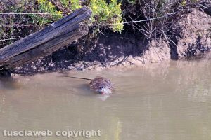 Una nutria