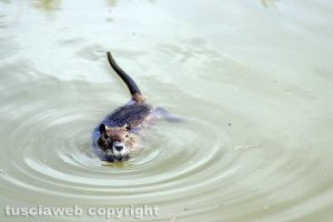 Una nutria