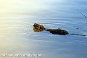 Una nutria