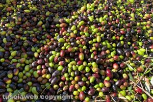 Le olive di Tobia