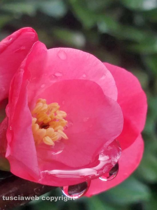 Fiore