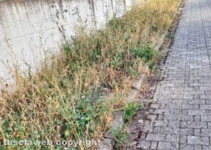 Viterbo - Le erbacce in via Raffaello