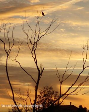 Un uccellino di vedetta all'alba