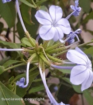 Fiori del plumbago
