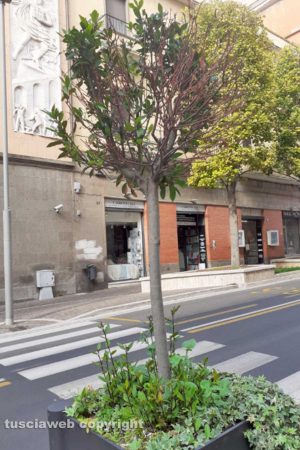 Viterbo - Erbacce nel centro storico