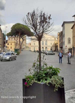 Viterbo - Erbacce nel centro storico