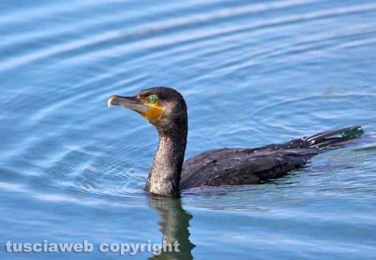 Un cormorano nel lago di Bolsena