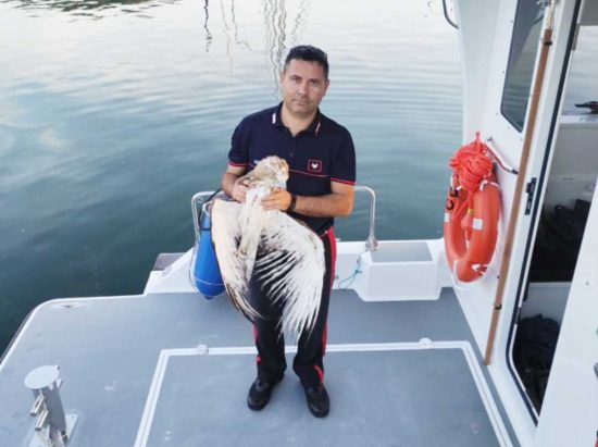 Biancone soccorso al lago di Bolsena