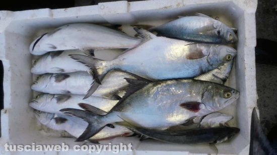 Montalto Marina - Giornata di pesca