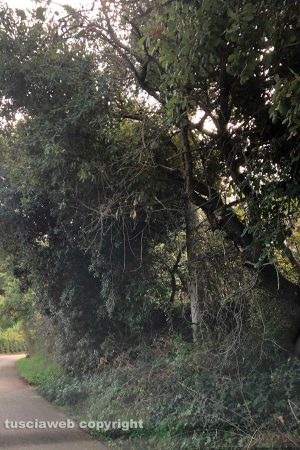 Viterbo - L'albero in strada Costa Volpara