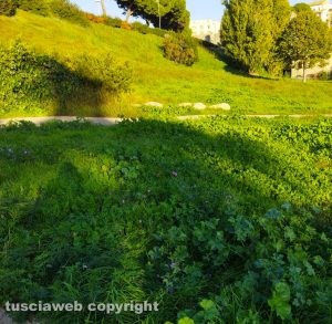 Viterbo - Erba alta a Valle Faul