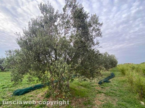 Raccolta delle olive