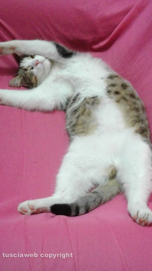 Le strane pose di Milo