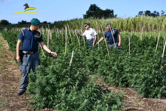 Viterbo - La droga sequestrata dalla finanza