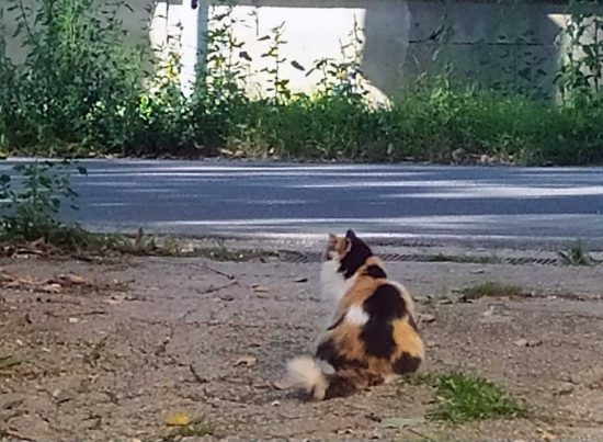 La gattina Briciola