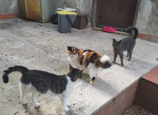 La gattina Briciola