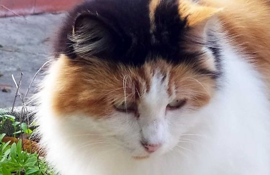 La gattina Briciola