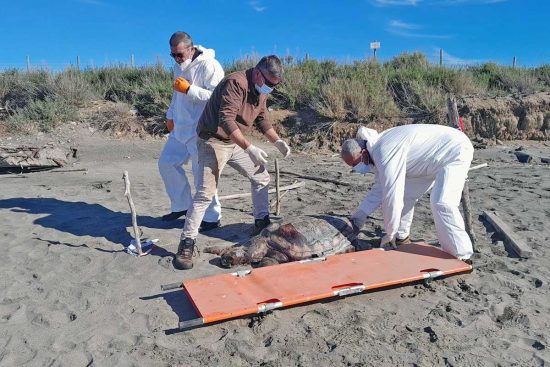 Tarquinia - La tartaruga marina spiaggiata alle Saline