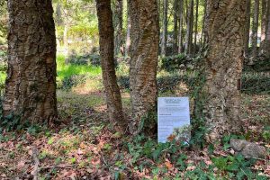 Il giardino nel Bosco