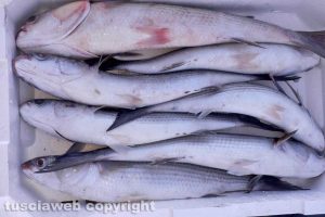 Pescia Romana - Il pesce appena pescato