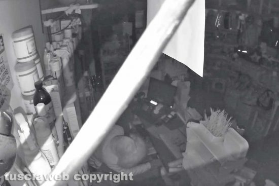 Viterbo - Il ladro ripreso da una telecamera