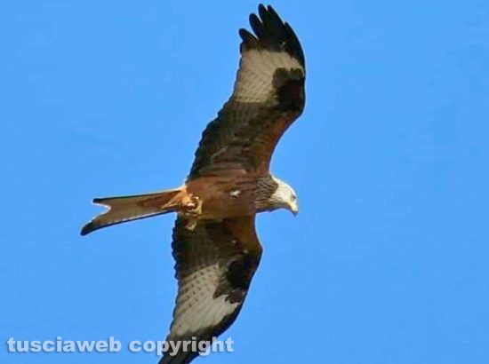 Un aquila nel cielo