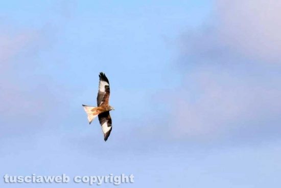 Un aquila nel cielo