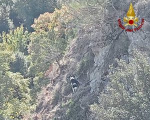 Tolfa - Cane salvato dai vigili del fuoco