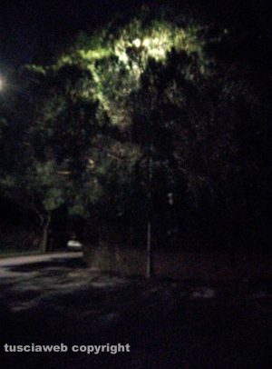 Viterbo - Via della Fiera - L’albero che copre il lampione