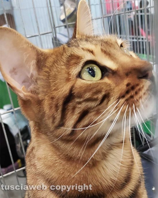 Roma - Uno dei gatti che ha partecipato al SuperCat Show 2022