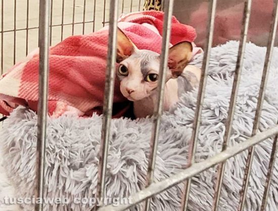 Roma - Uno dei gatti che ha partecipato al SuperCat Show 2022