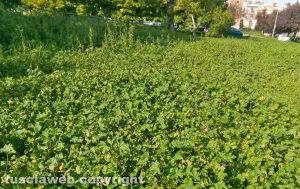 Lo stato di abbandono del parco giochi alla Grotticella