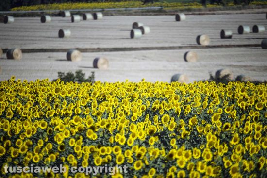 Girasoli
