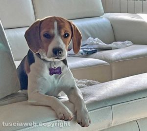 La beagle Lilli