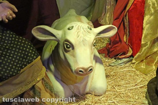 Capranica - Il presepe della scultrice Emma Fausti - Bianchina, una mucca di un pastore di Legogne