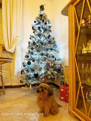 Teddy sotto l'albero di Natale