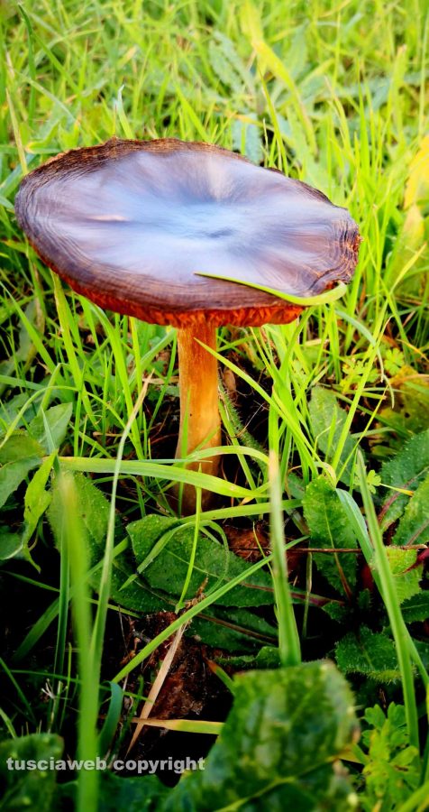 Funghi lungo la pista ciclabile Grosseto&nbsp;Marina