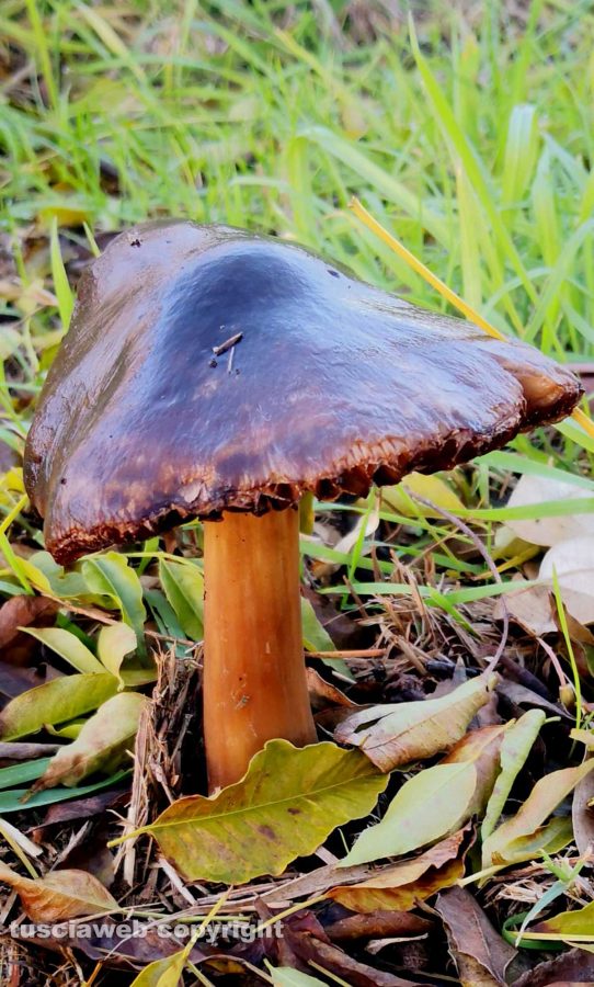 Funghi lungo la pista ciclabile Grosseto&nbsp;Marina