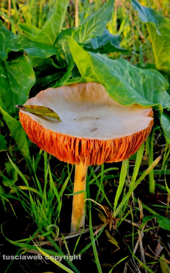 Funghi lungo la pista ciclabile Grosseto&nbsp;Marina