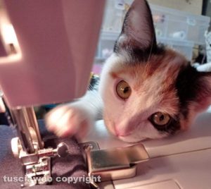 La gattina Mimmi