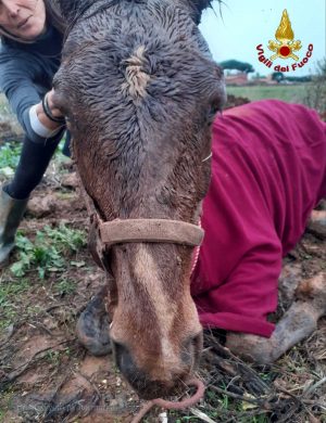 Santa Marinella - Il cavallo salvato