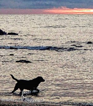 Un cane in mare al tramonto