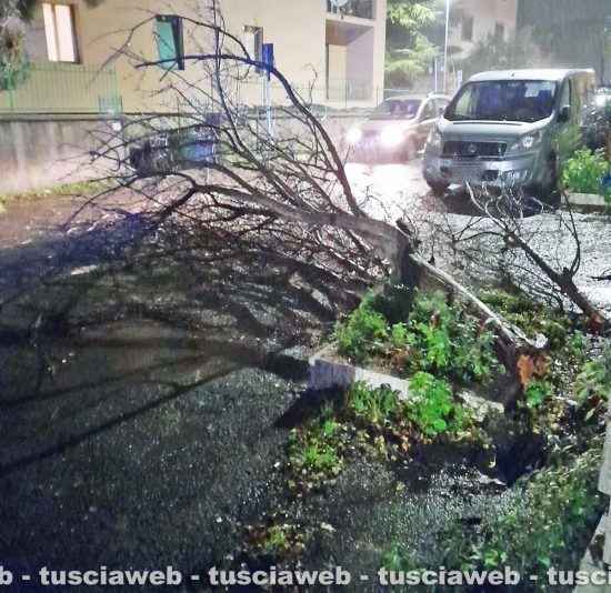 Viterbo - Albero caduto in via Bainsizza