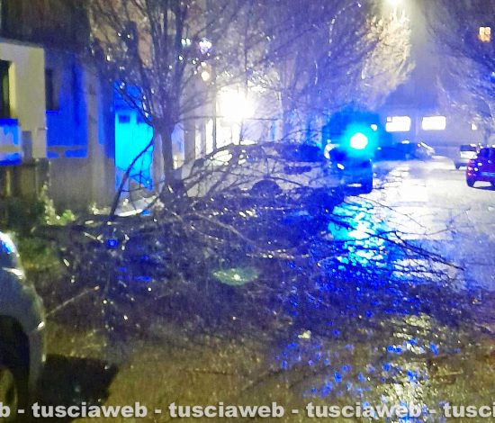 Viterbo - Albero caduto in via Bainsizza