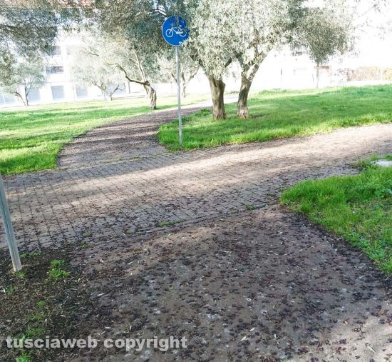 Viterbo - Le olive ricoprono le strade le parco di Santa Barbara