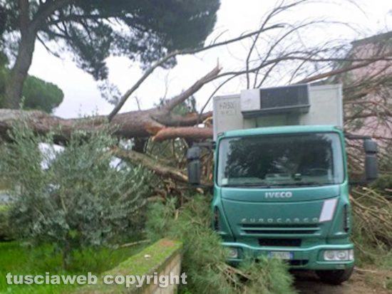Acquapendente - Albero crolla su un camion