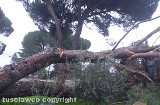 Acquapendente - Albero crolla su un camion