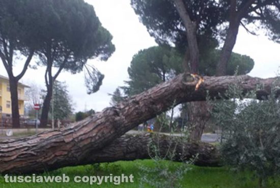 Acquapendente - Albero crolla su un camion