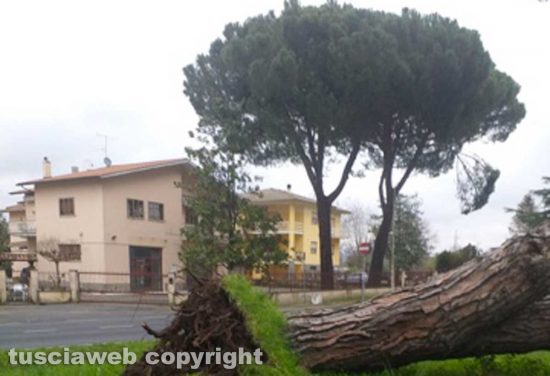 Acquapendente - Albero crolla su un camion