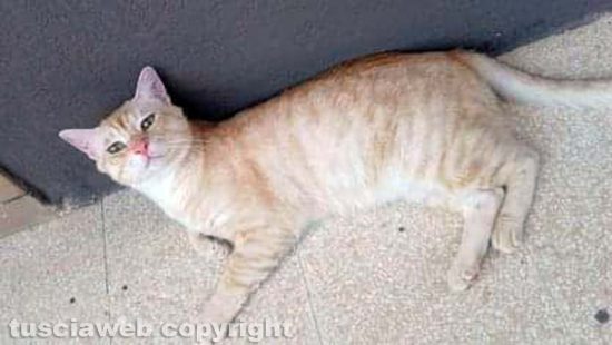 Il gatto Sashetto